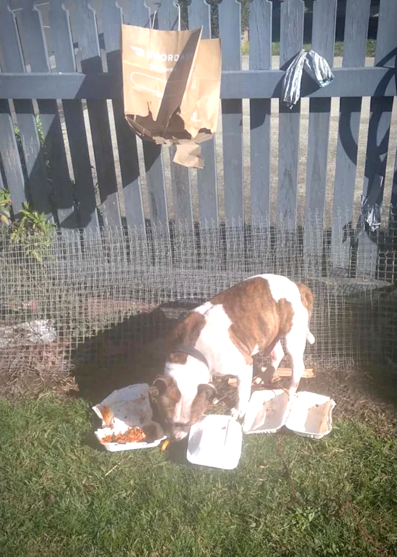 A dog eating someone&#x27;s takeout that was, unfortunately, left hanging on their fence