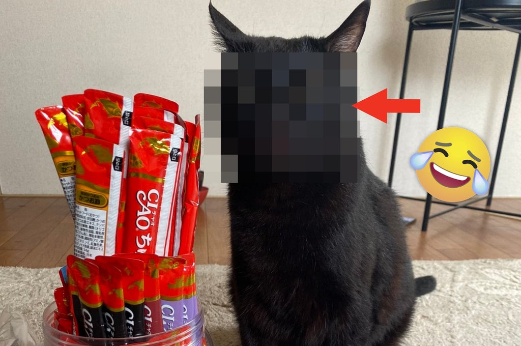 大好きなオヤツに囲まれた猫ちゃん→幸せすぎて“変な顔”に。一体どう
