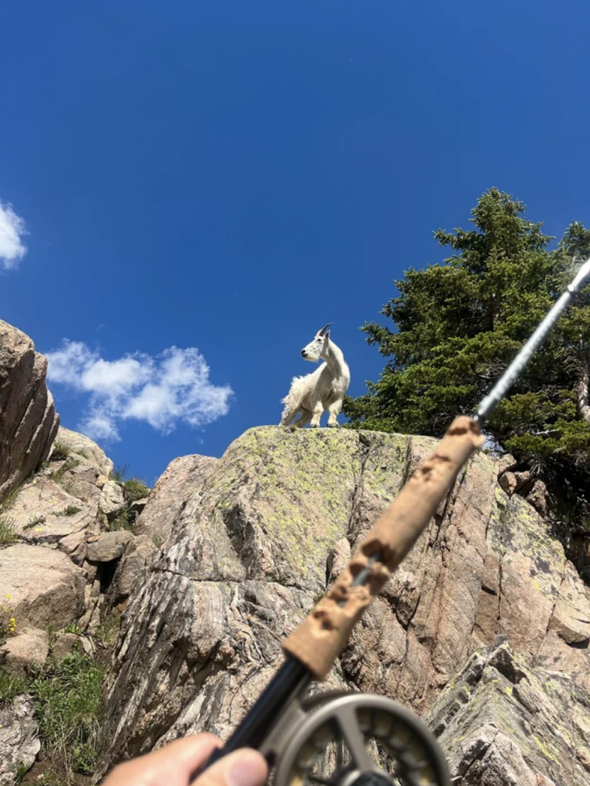 A mountain goat standing on a cliff while someone holds a fly fishing rod that has bite marks in it