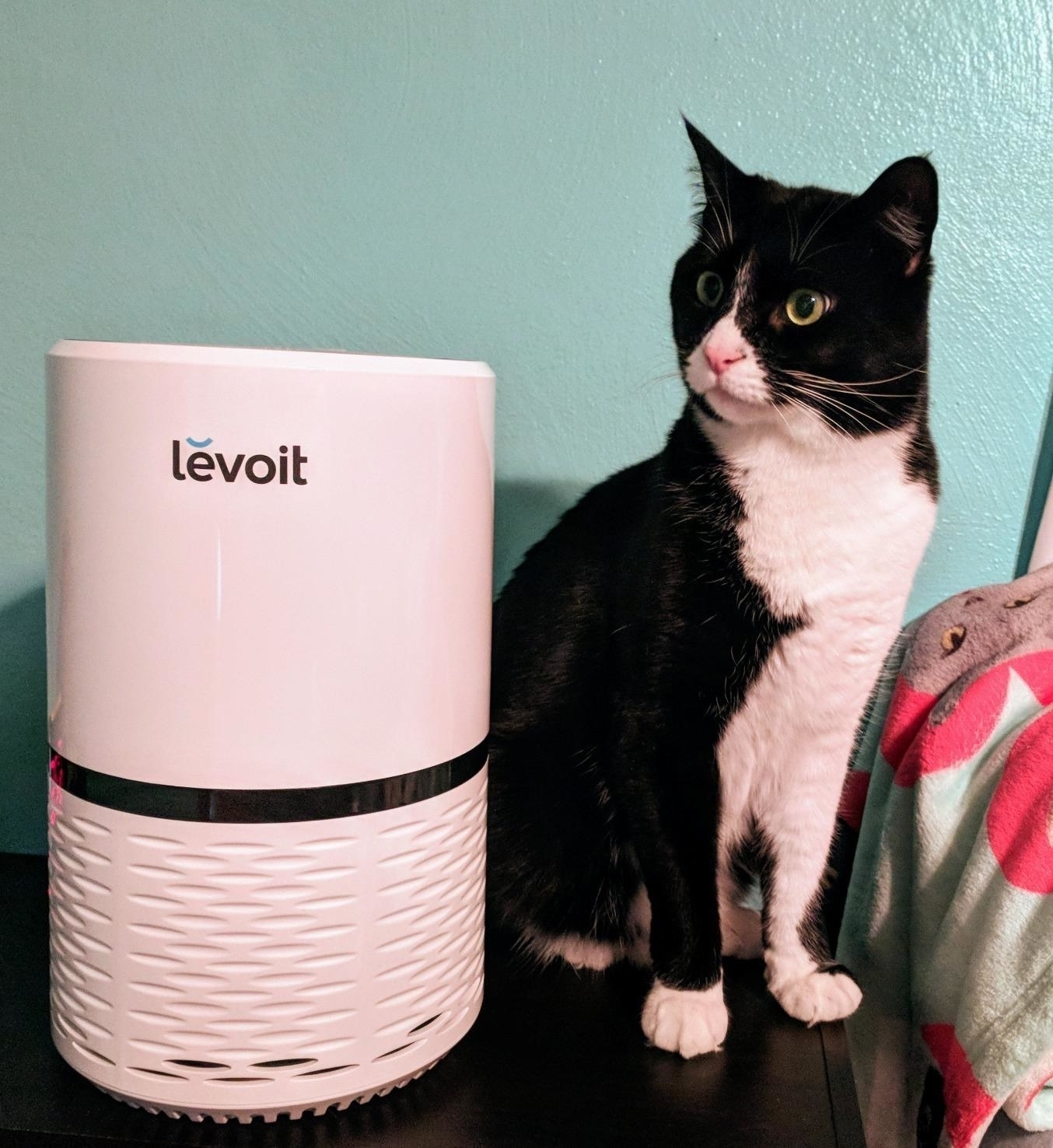 Black and white cat sitting next to white air purifier
