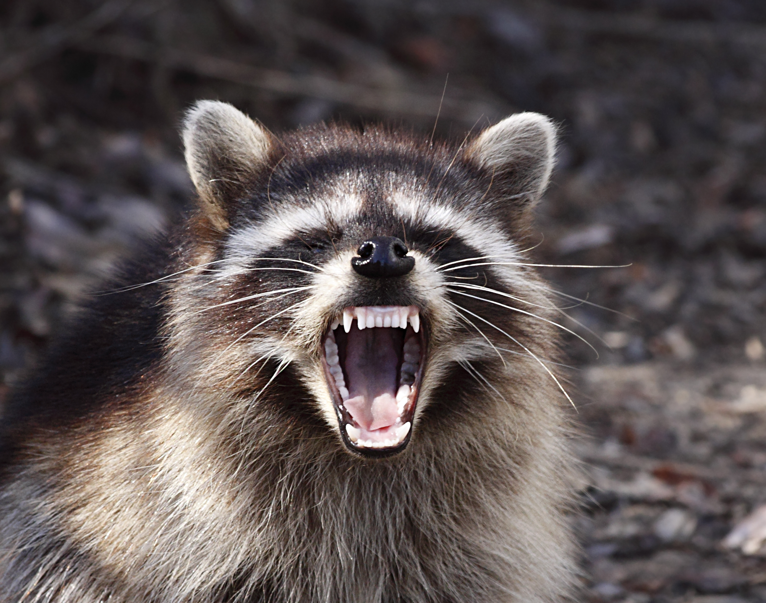A raccoon showing its teeth