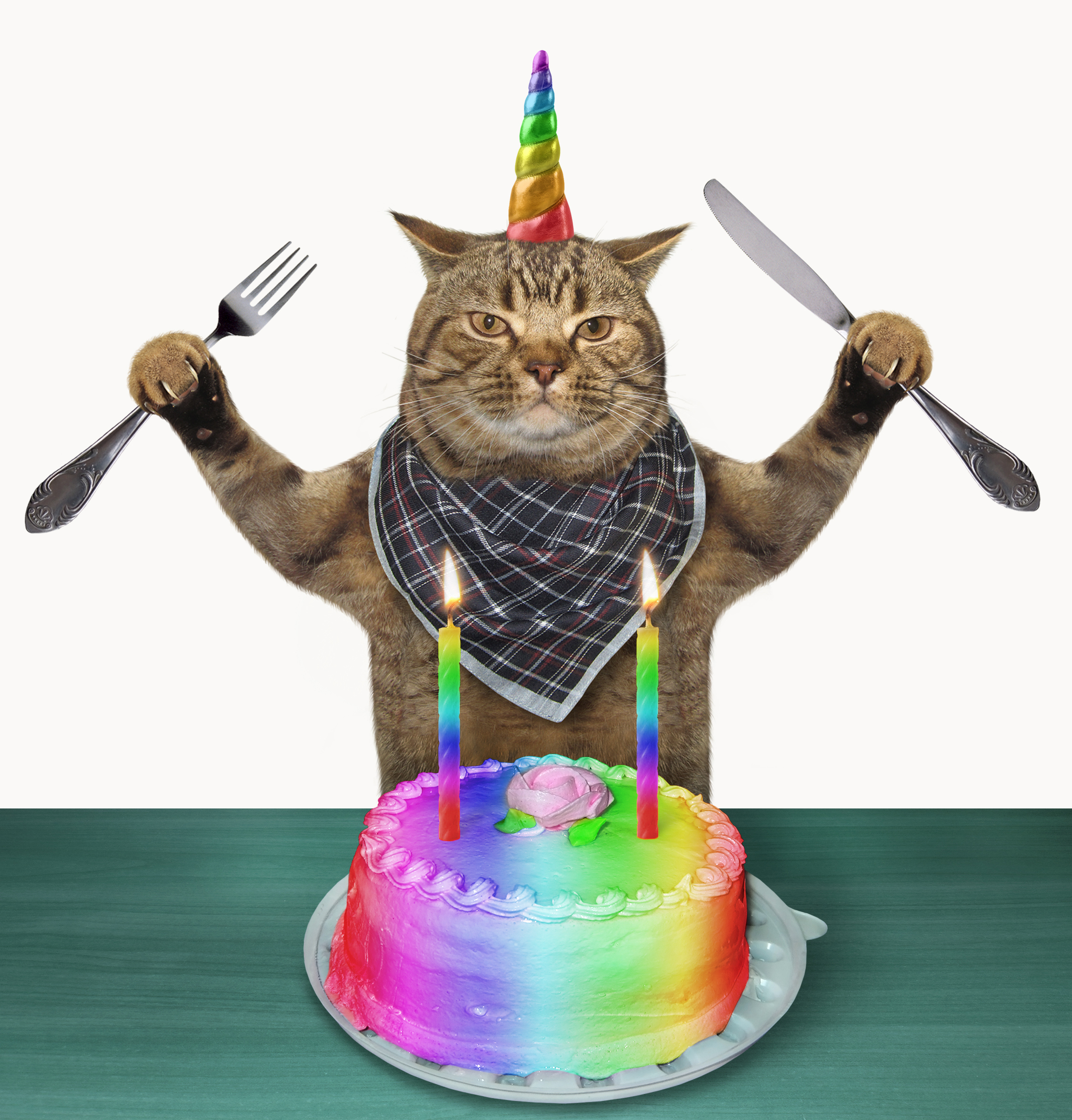A cat holding a knife and fork ready to cut into a rainbow cake