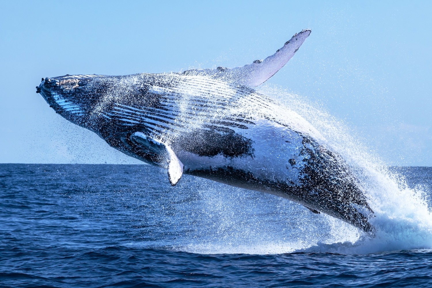 A whale jumping from the water in the ocean