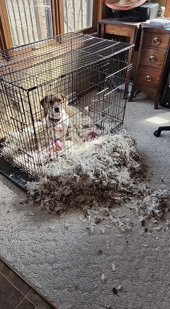 A dog sitting in their cage with a huge amount of feathers fluff right outside of it