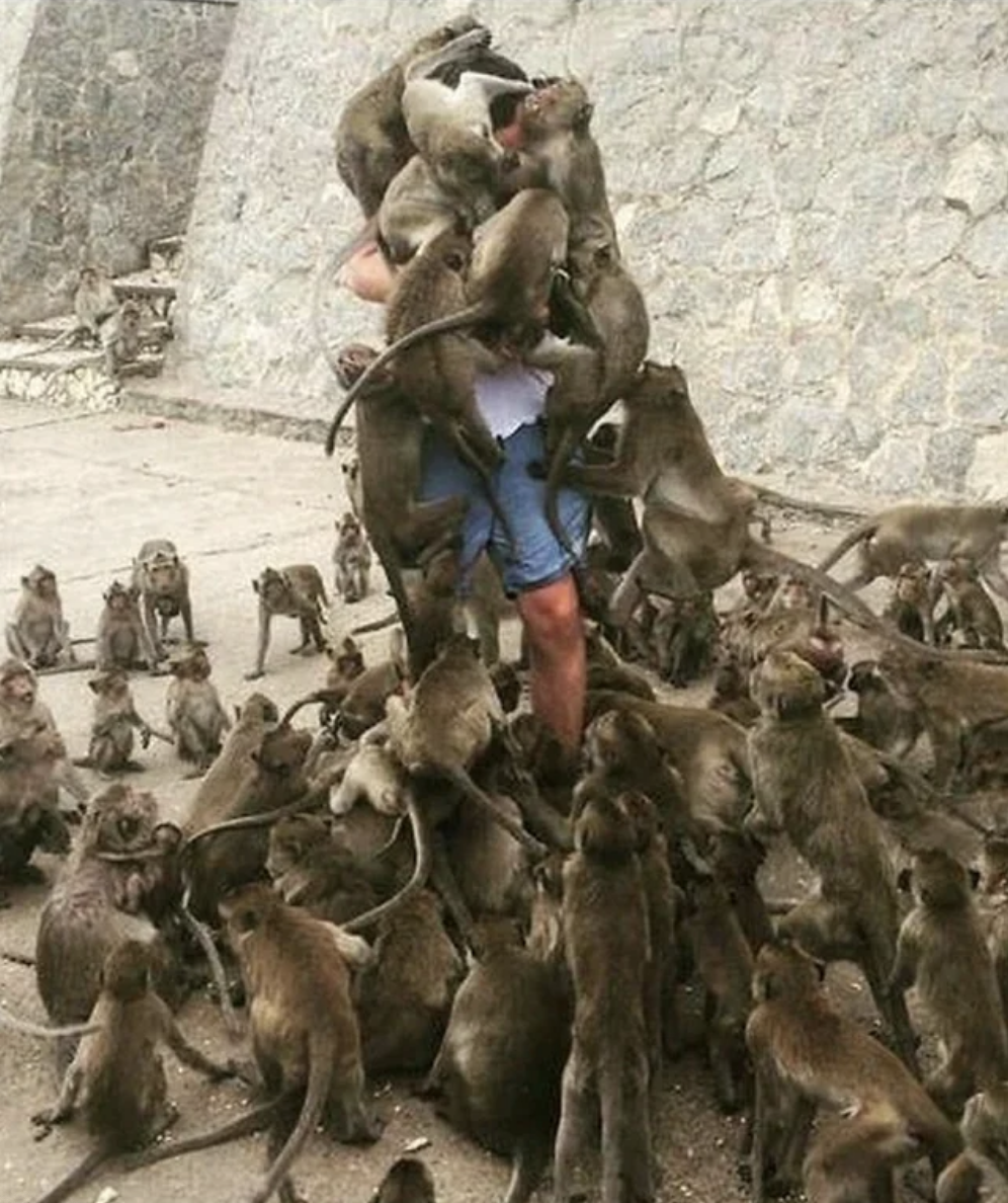 A person standing while tens of monkey&#x27;s climb on them and around them, covering their face completely