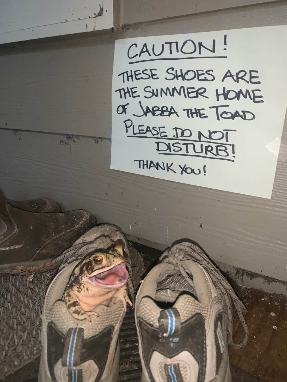 A toad inside one of two sneakers, with handwritten sign above: &quot;Caution: These shoes are the summer home of Jabba the Toad, PLEASE DO NOT DISTURB! Thank you&quot;