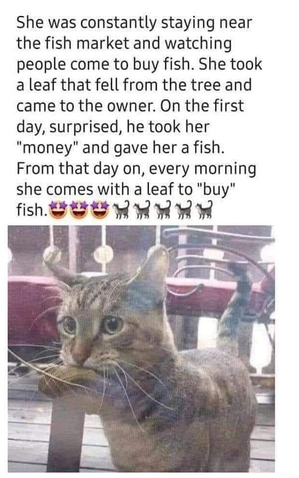 Cat hanging out by a fish market watching people buy fish gave the owner a leaf that fell from a tree and got a fish for her &quot;money,&quot; so now she comes every morning with a leaf to &quot;buy&quot; fish