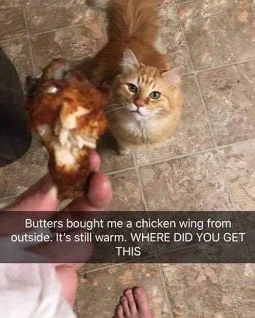 A cat brings their owner a chicken wing from outside that&#x27;s &quot;still warm,&quot; and owner wonders where they got it from