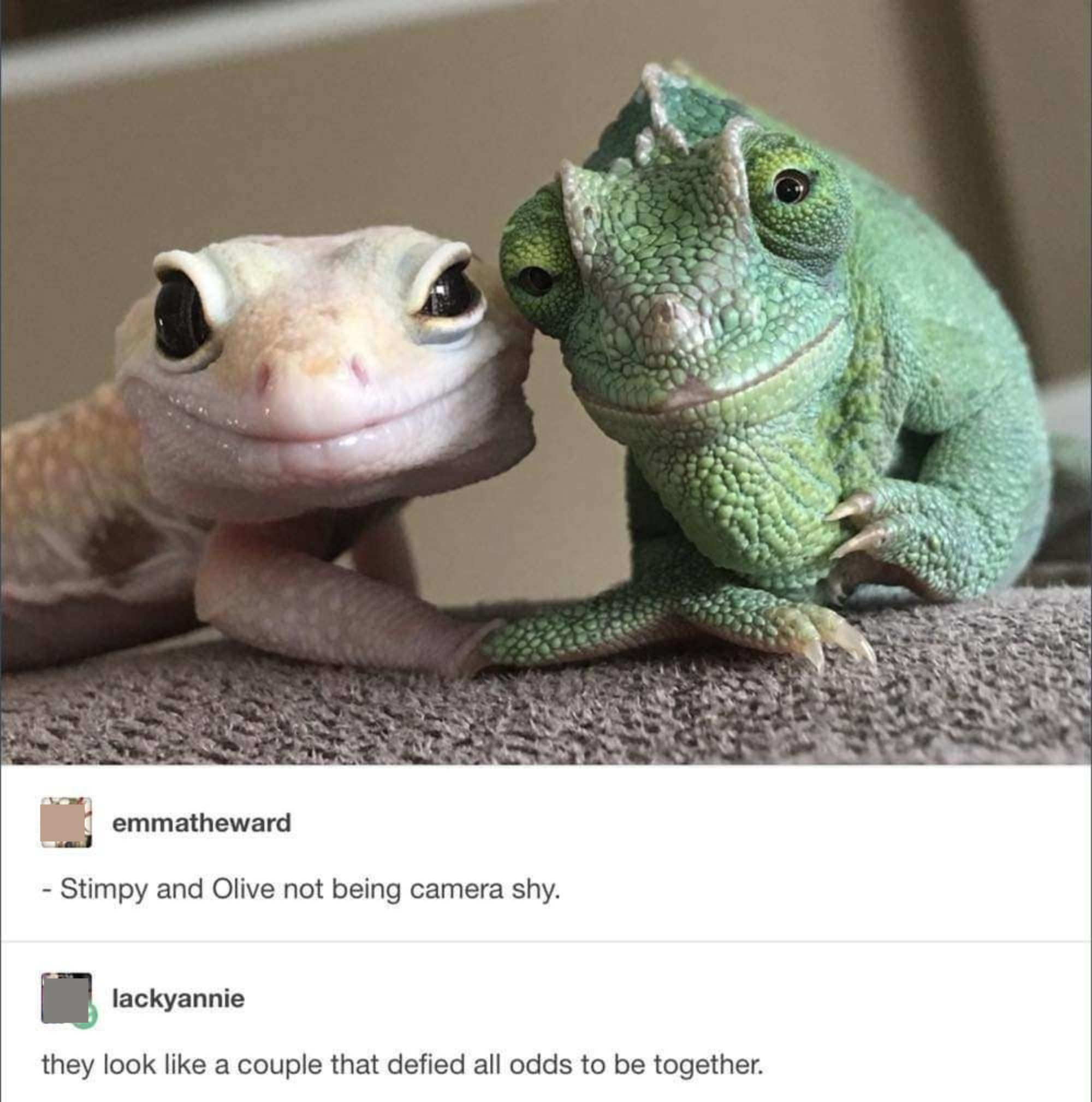 Two smiling frogs touching heads, with comment: &quot;Stimpy and Olive not being camera shy&quot; and response: &quot;They look like a couple that defied all odds to be together&quot;