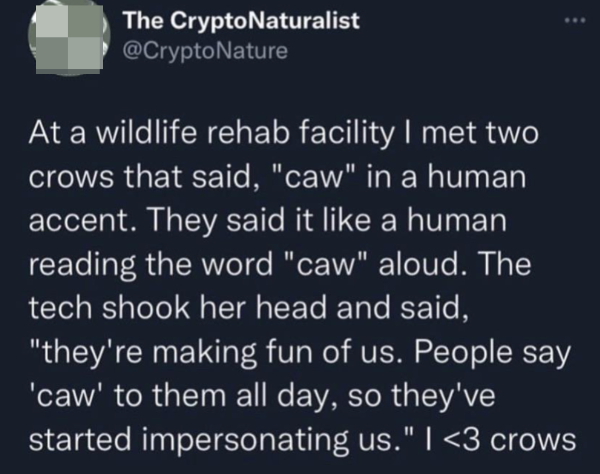 Crows at a wildlife rehab facility say &quot;caw&quot; in a human accent; the tech says &quot;they&#x27;re making fun of us; people say &#x27;caw&#x27; to them all day, so they&#x27;ve started impersonating us&quot;