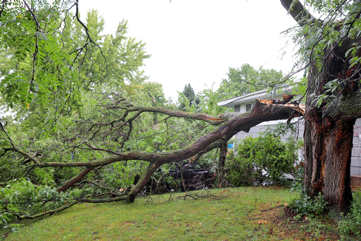 a large fallen tree branch