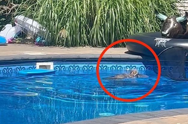 a circle drawn around an owl in a swimming pool