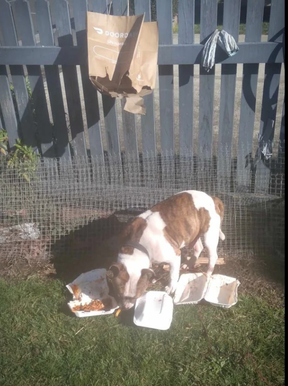 A dog eating takeout