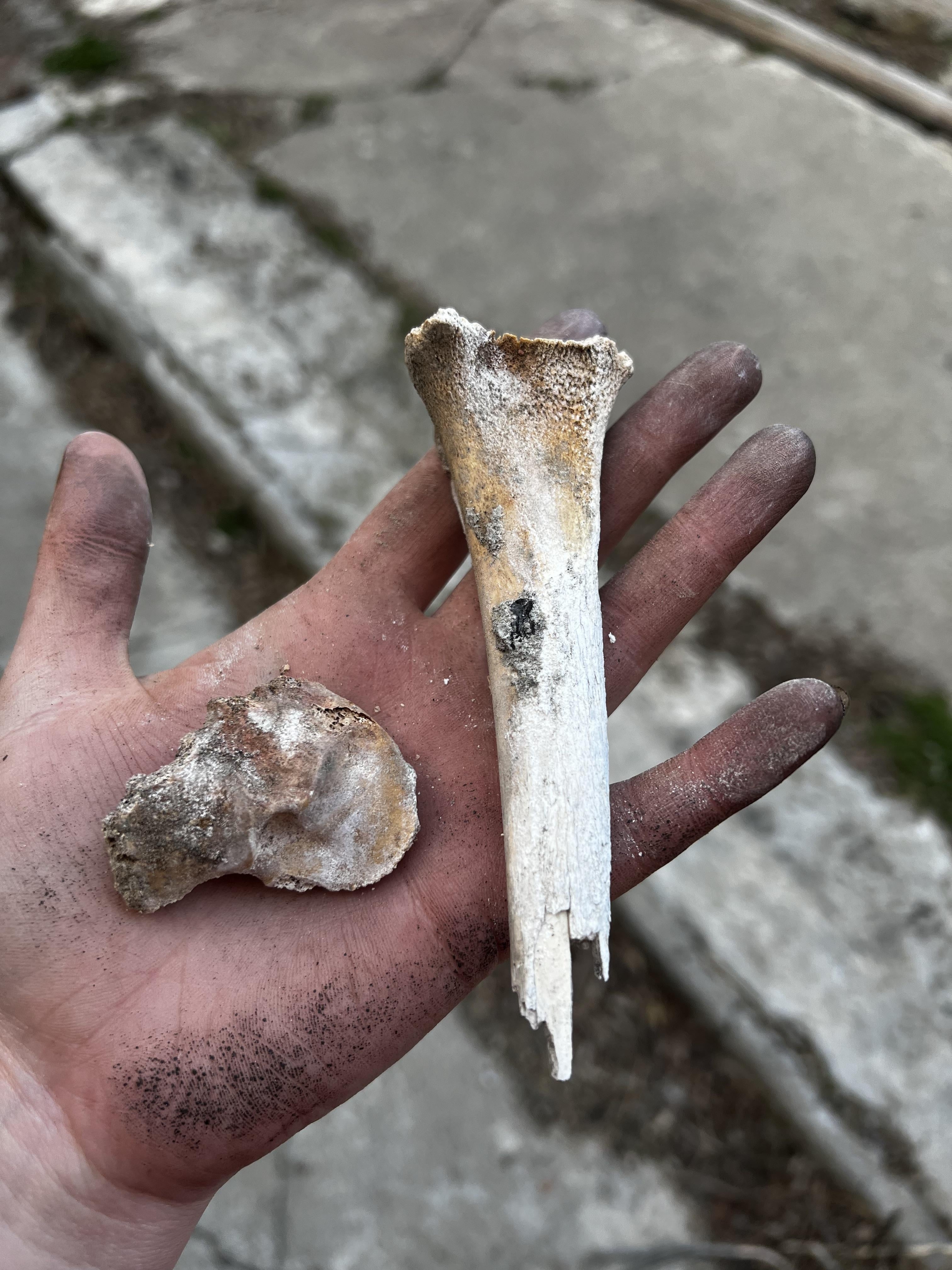 A person holding bones
