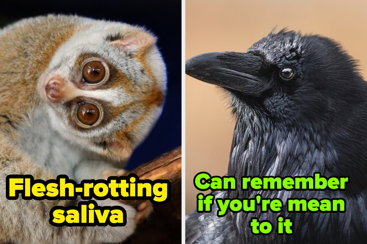 Innocent-Looking Animals That Are Surprisingly Dangerous, image size:1250x830