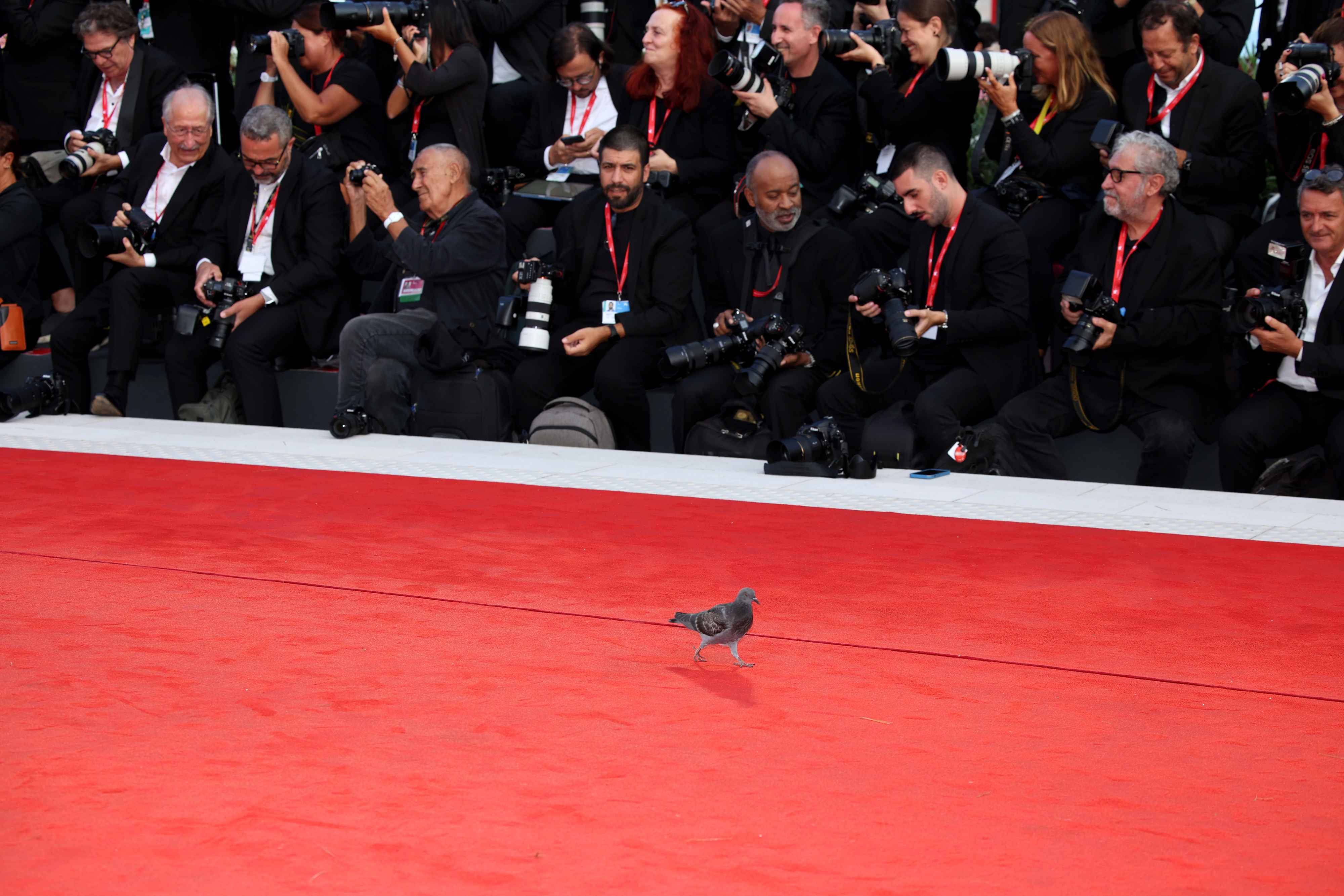 The pigeon on the red carpet