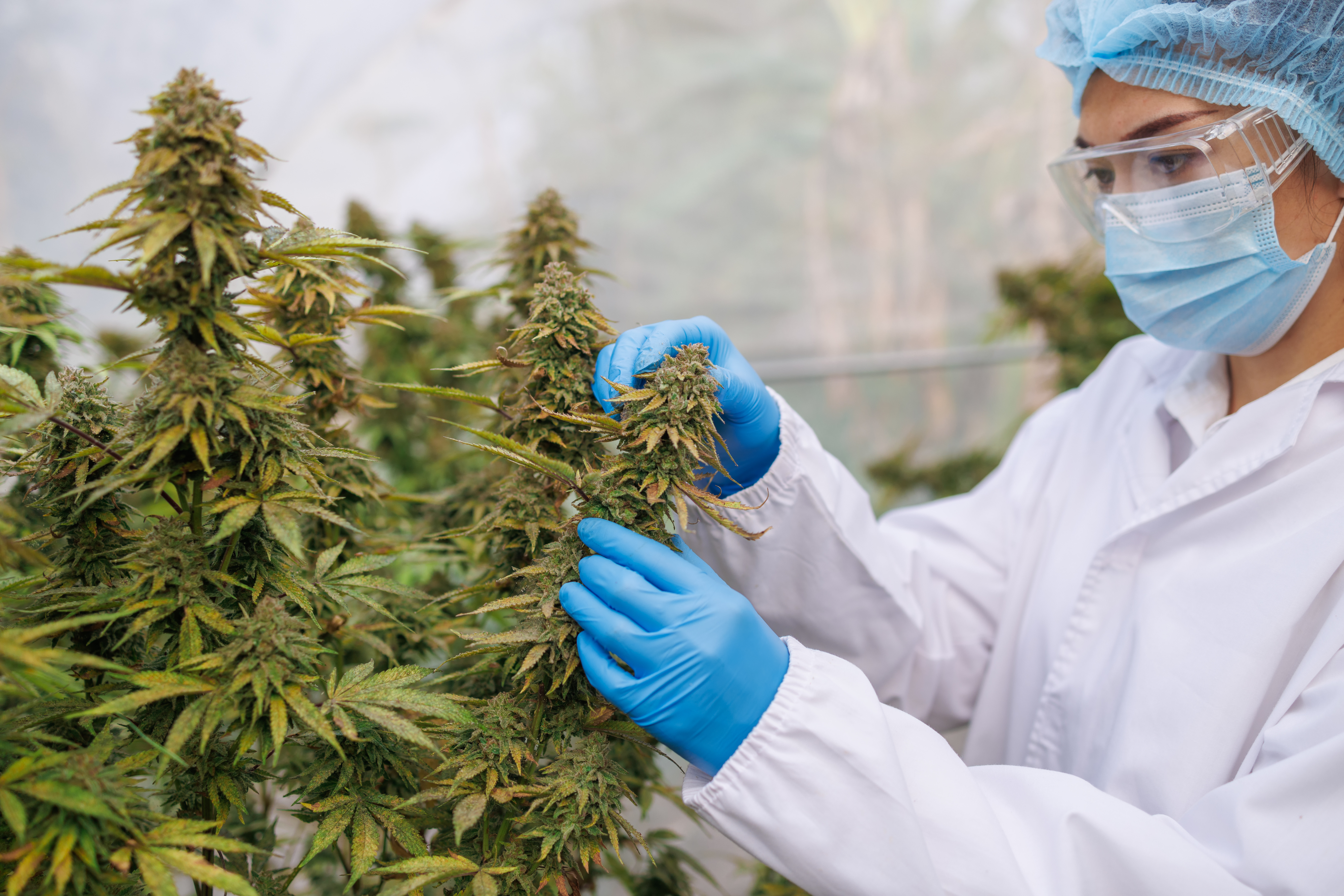 A woman scientist examining a cannabis plant
