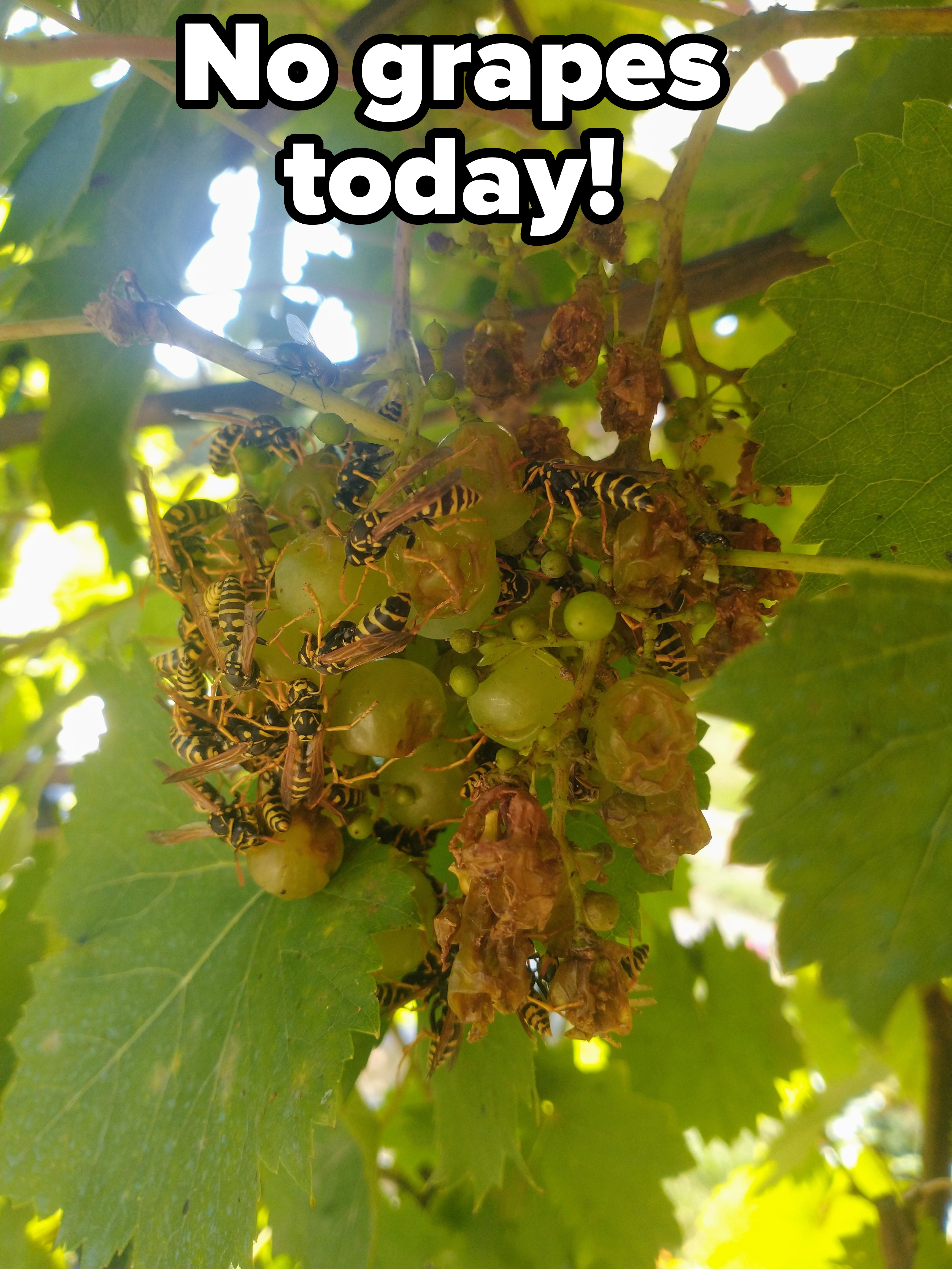 Wasps all over a bunch of grapes on a tree