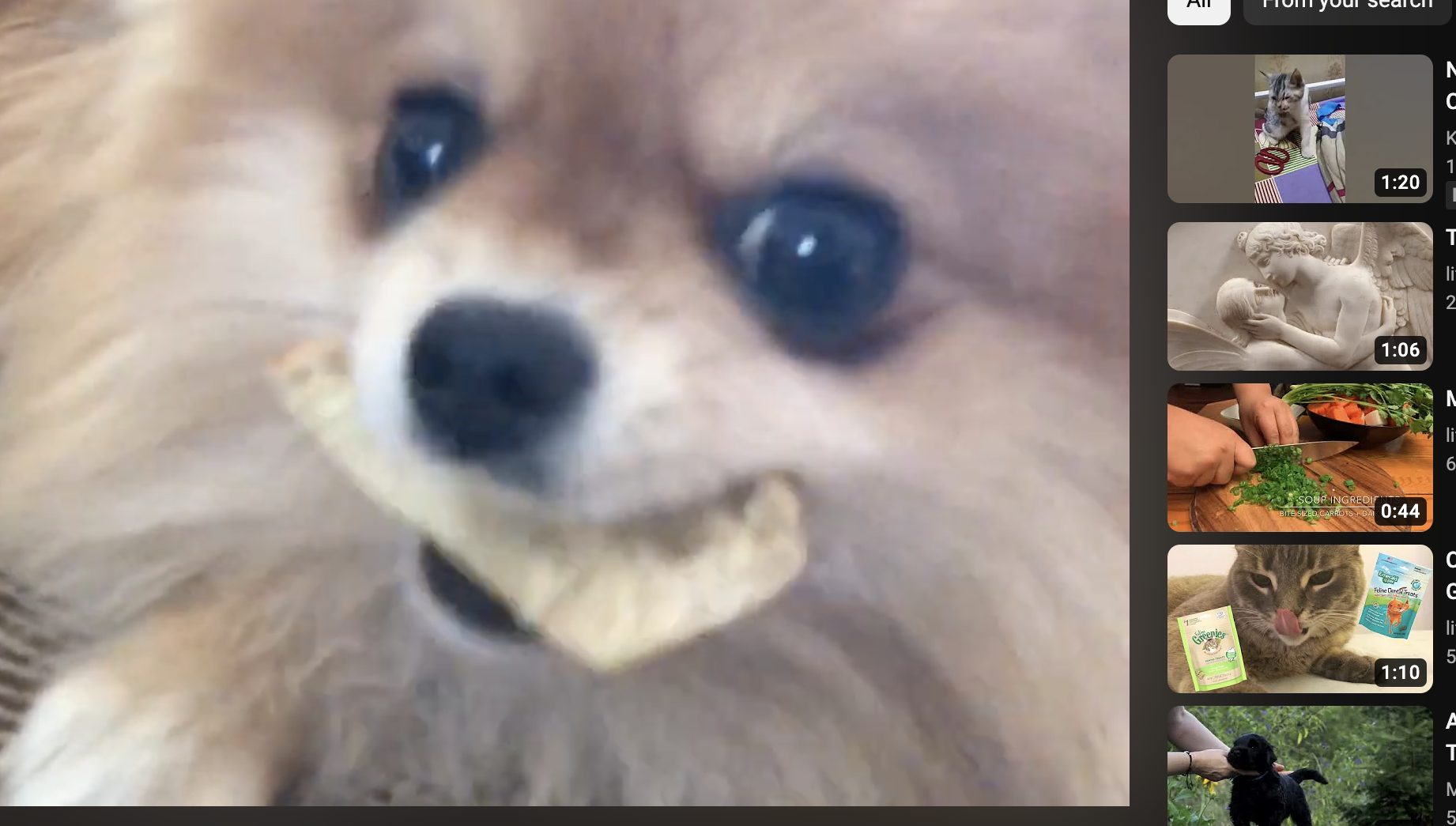 A pomeranian has a slice of bread in their mouth
