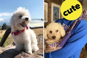 two dogs, one celebrity with 'cute' sticker over face