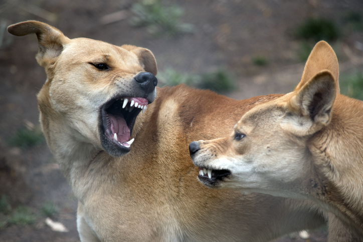 animals showing their teeth