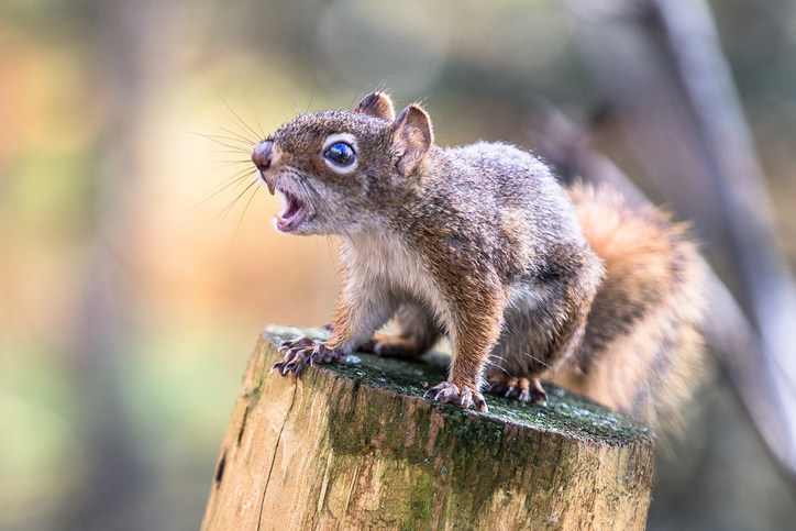 closeup of a squirrel