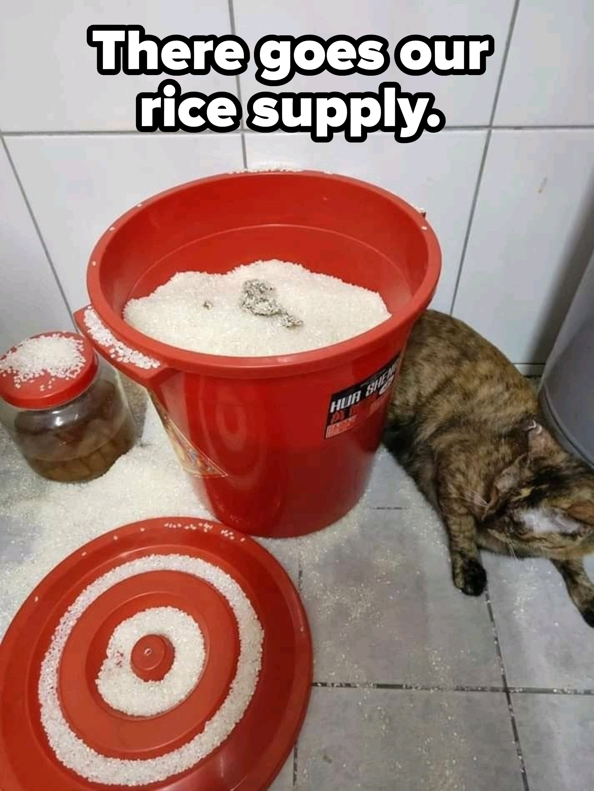 A cat has used a pail of rice as a litter box