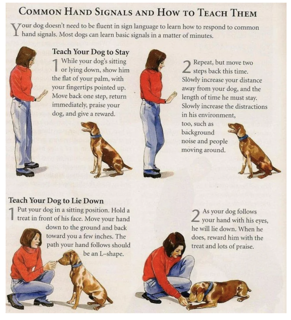 Dog commands. Dog training commands. Набор команд для собак. Dog commands. Жесты для дрессировки собак.