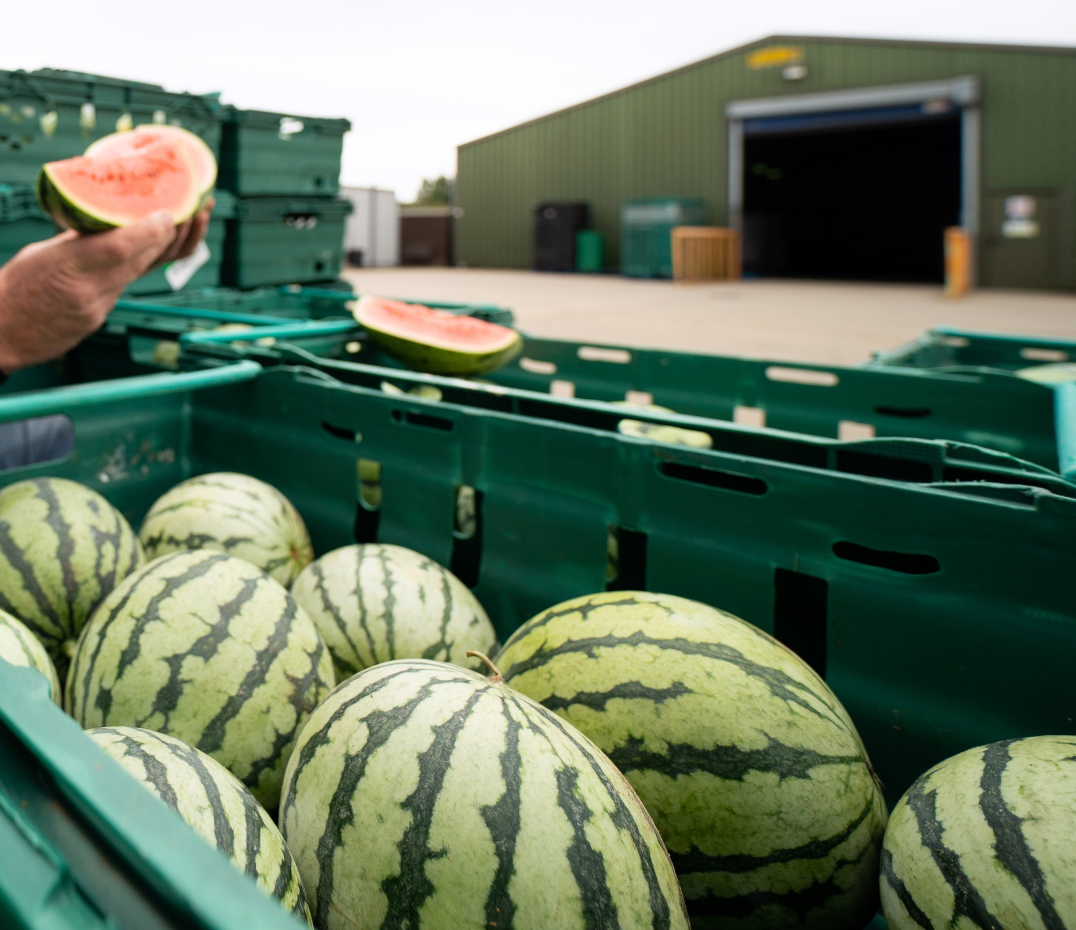 watermelons in a large crate at a farm facility