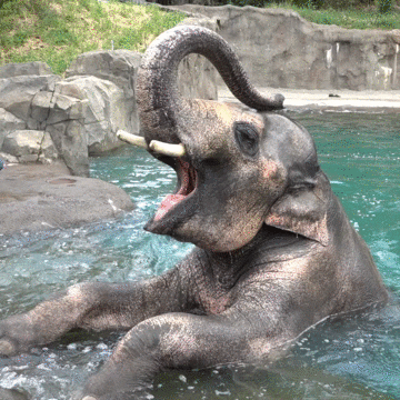 elephant chomping on a watermelon in a pool