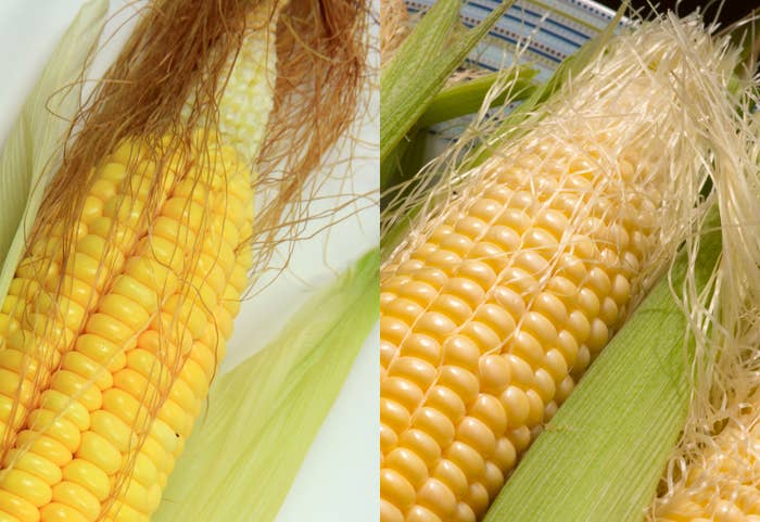 知ってる？美味しいとうもろこしの選び方。褐色のヒゲと白いヒゲ、選ぶべきなのは？