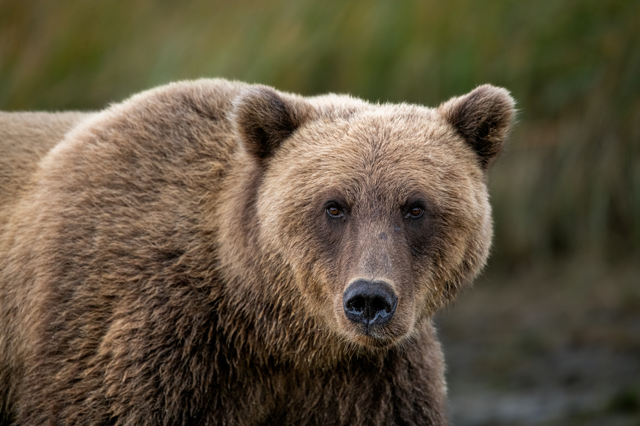 Closeup of a bear