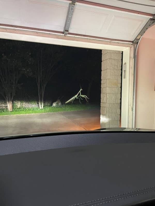 looks like there's a giant praying mantis in the yard