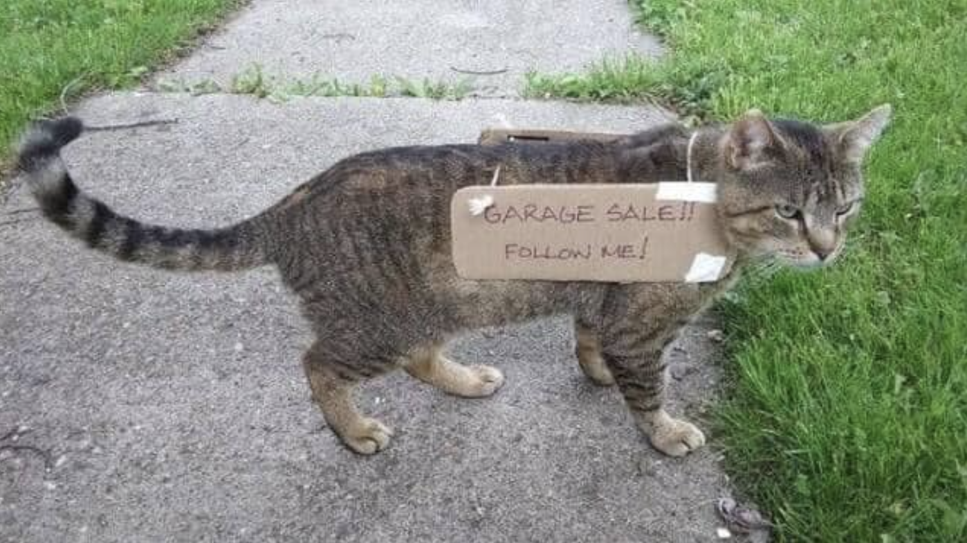 A tabby cat on the pavement with a handwritten sign hanging off them &quot;Garage sale!! Follow me!&quot;