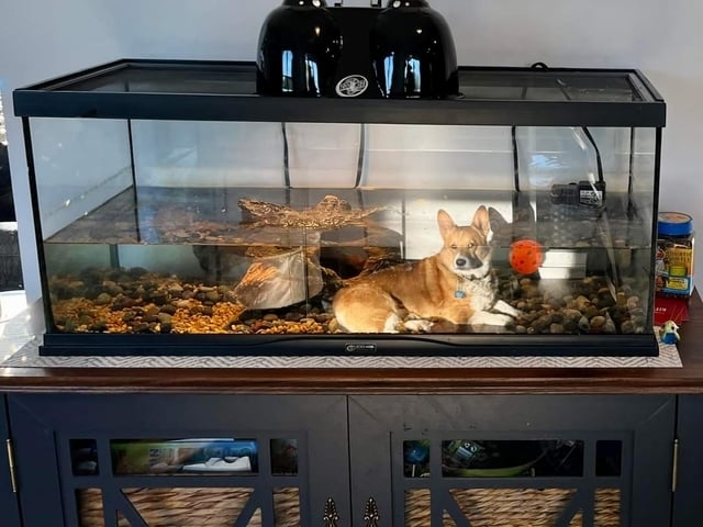 reflection makes it look like a dog is lying inside a fish tank