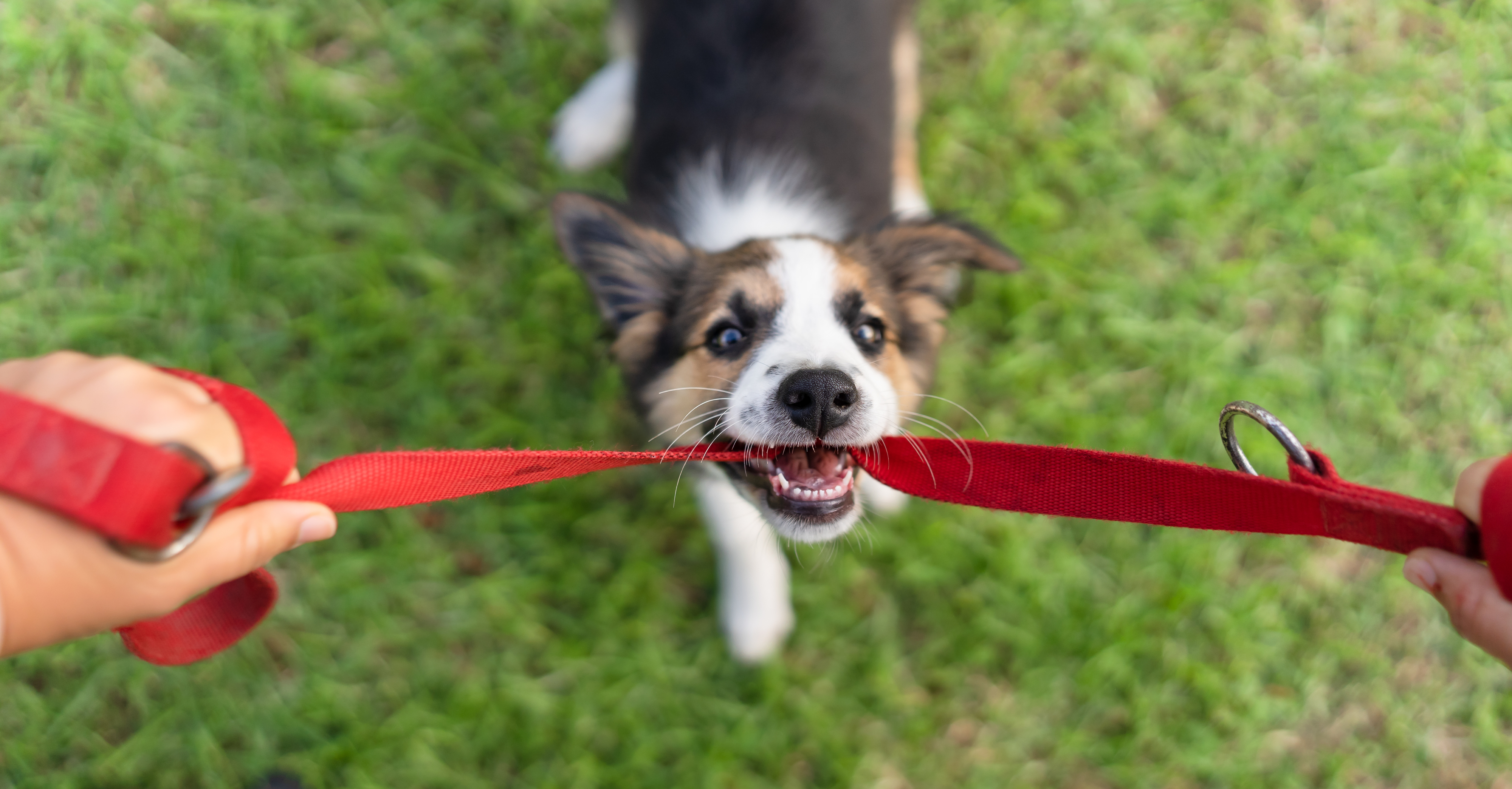 a puppy playing with leash
