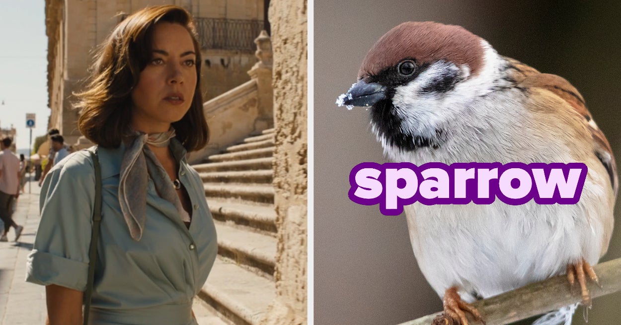 Travel Around World See Bird You Are Quiz - BuzzFeed