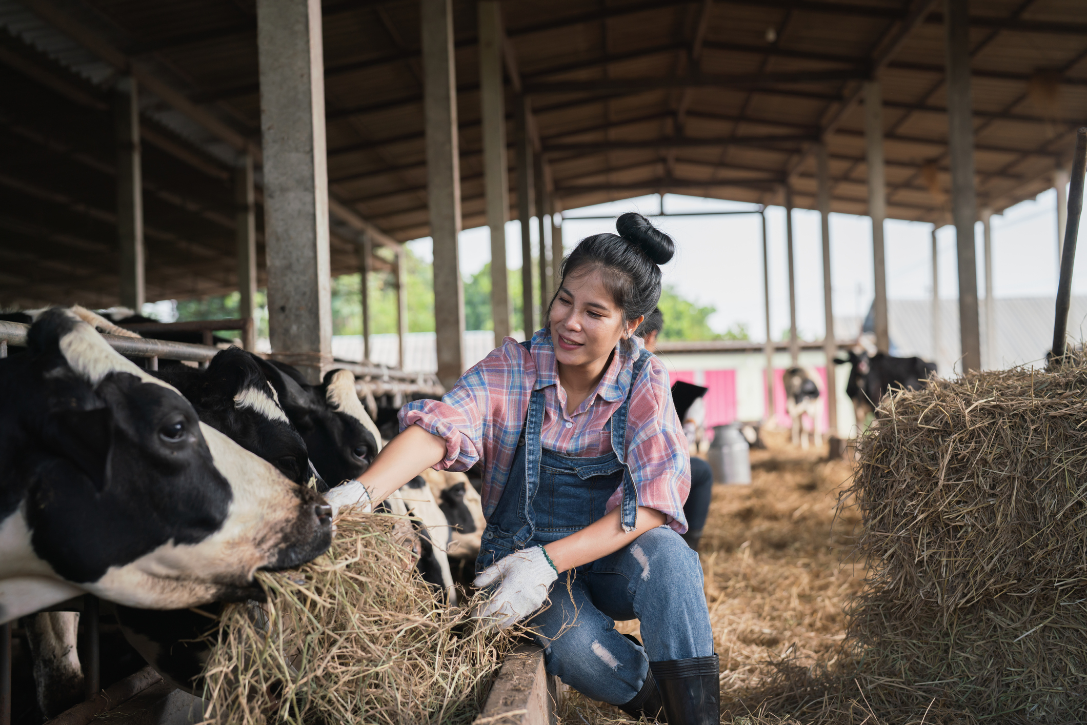 A woman in overhauls sitting by cows in a barn with hay
