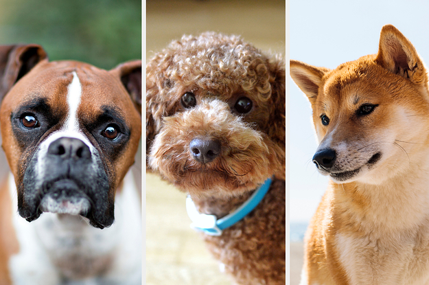 We Know The Dog Breed That Aligns Perfectly With Your Horoscope
