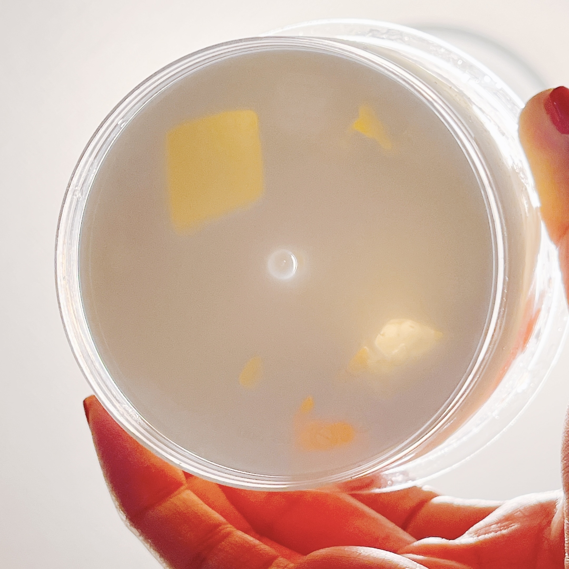 成城石井のオススメの商品「フレッシュ柑橘とメロンの杏仁豆腐」