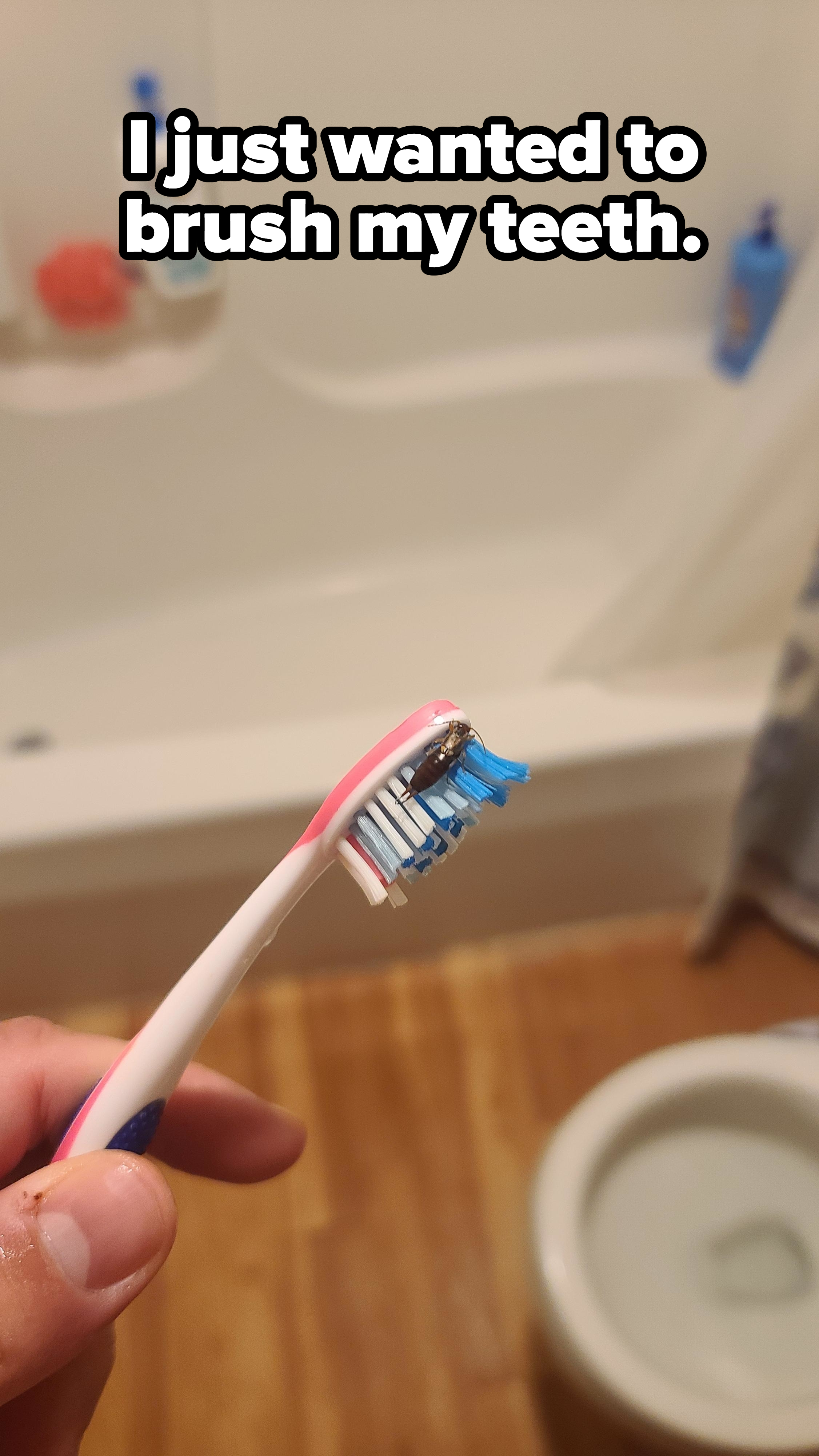 A bug on a toothbrush
