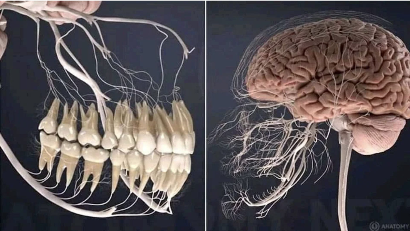 A network of thin nerves extending from teeth and from the brain