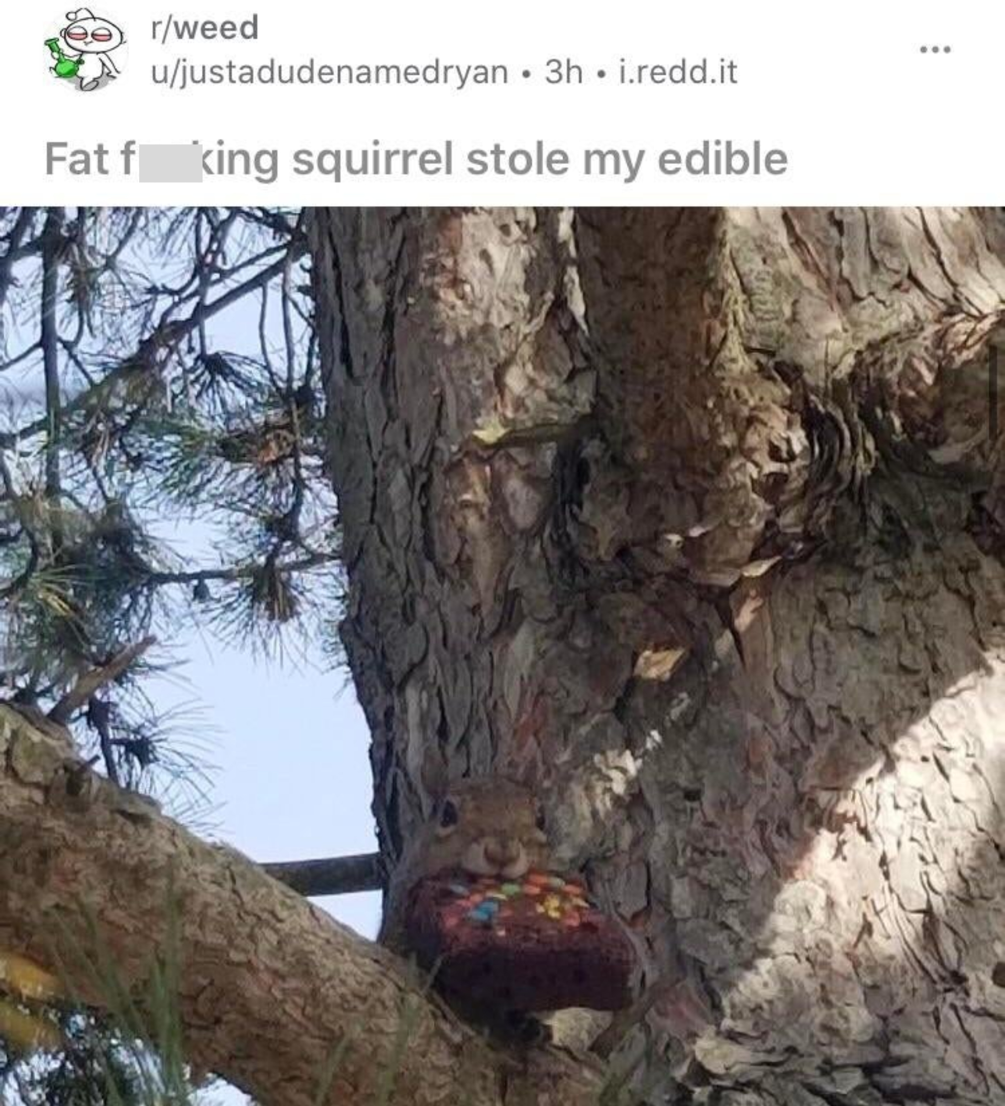 A squirrel with a brownie in its mouth