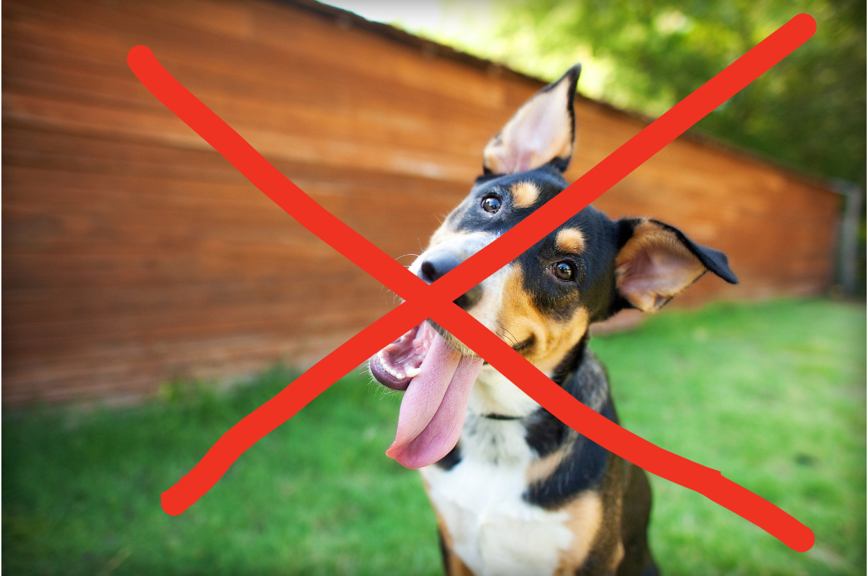 A dog with a big X over its face