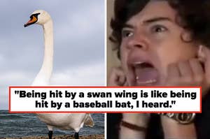 a swan and harry styles screaming meme caption reads being hit by a swan is like being hit by a baseball bat