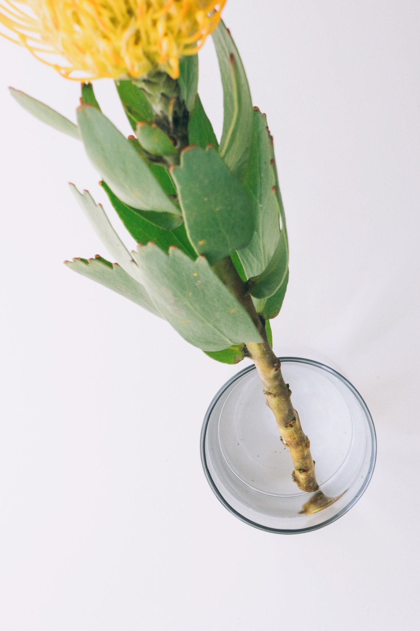 3COINSのオススメ雑貨「マルチフラワーベース」