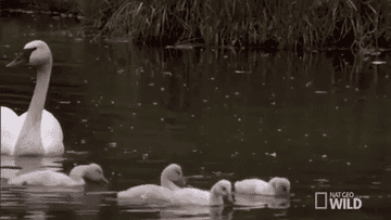 Swans in the water