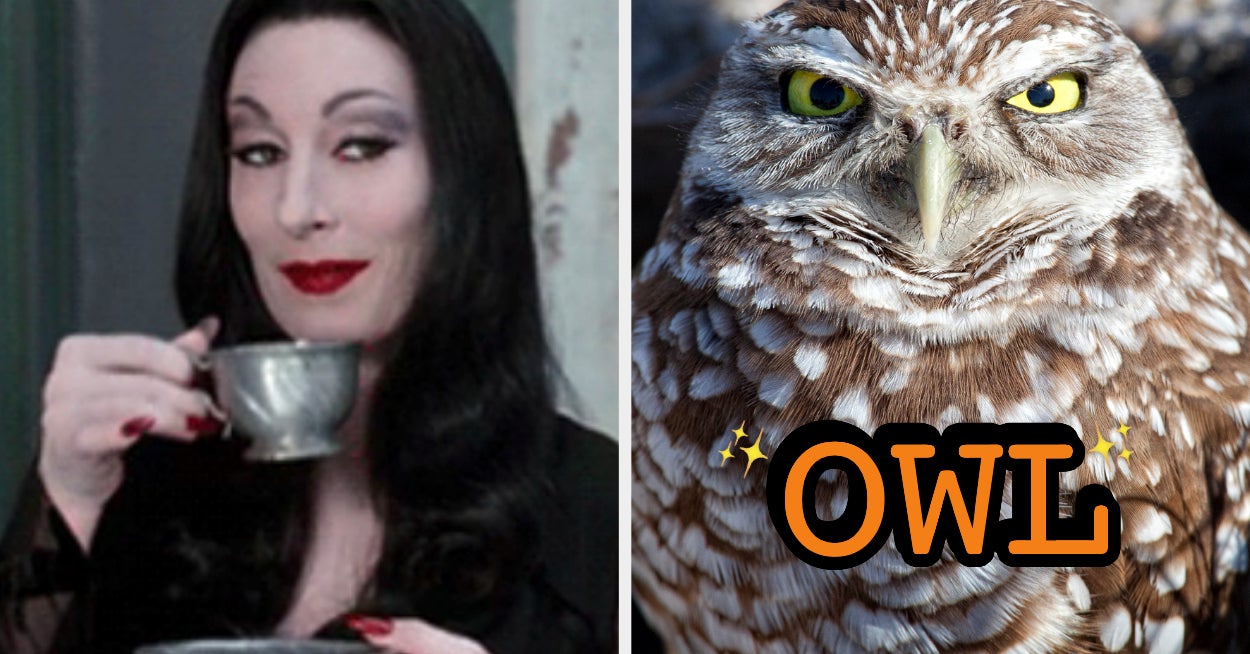 Halloween Animal Quiz