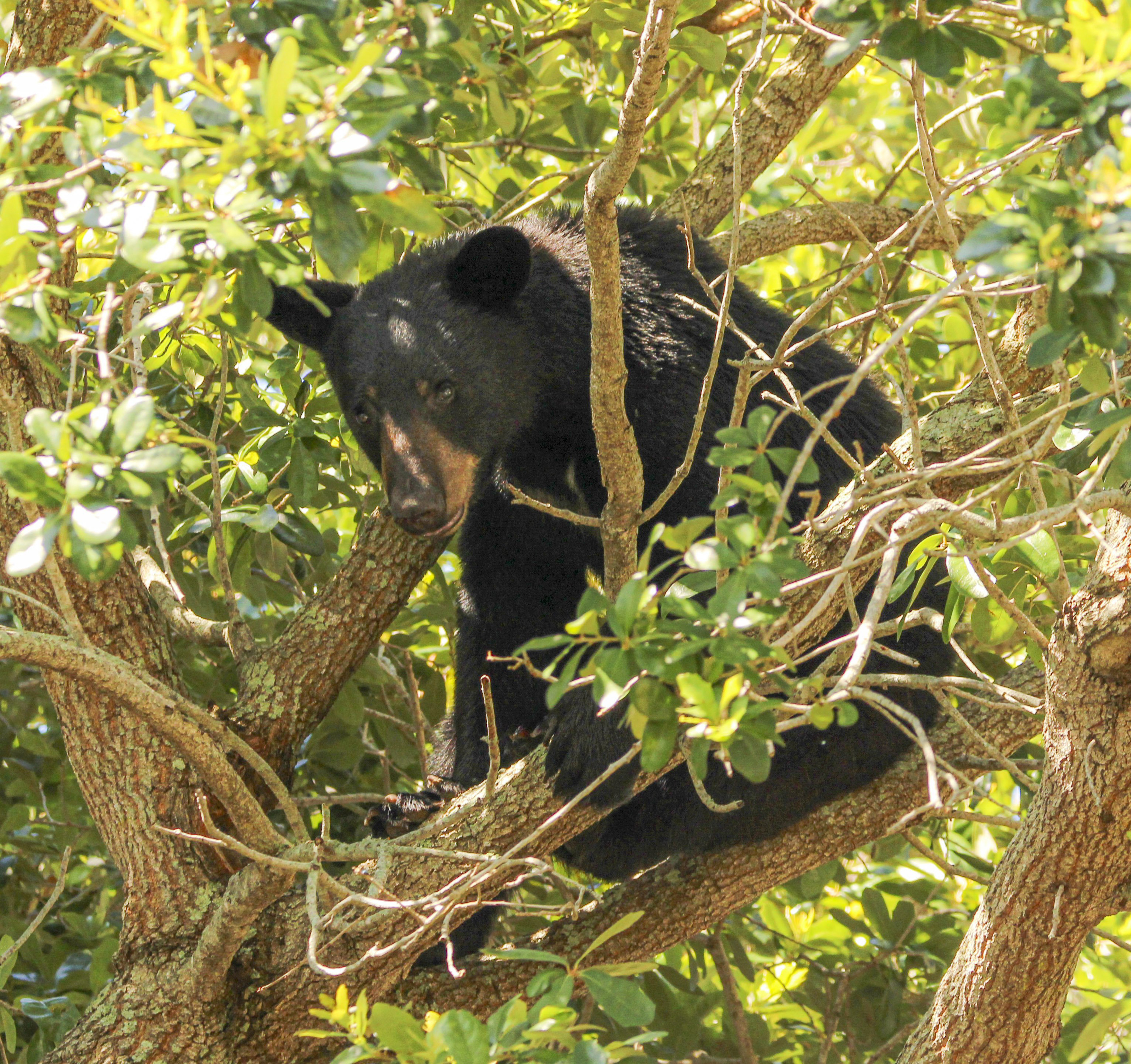 A bear in a tree