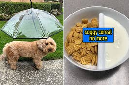 dog umbrella, separated cereal bowl